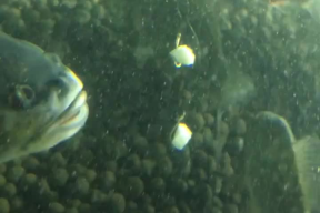 鱼儿视频,探索水下世界的精彩瞬间