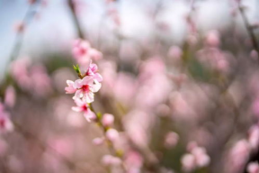 桃花视频,桃花视频带你领略浪漫时光