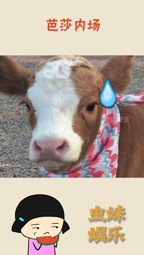 娱乐吃瓜酱缉毒犬,揭秘缉毒犬的神秘世界