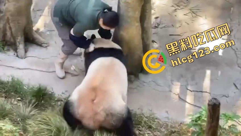 重庆动物园熊猫发狂，饲养员被推倒现场尖叫不断！-7
