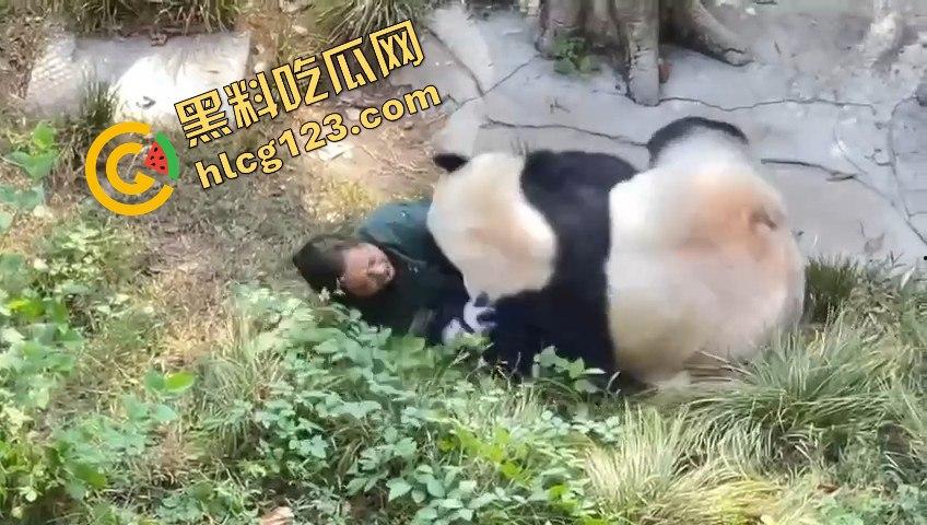 重庆动物园熊猫发狂，饲养员被推倒现场尖叫不断！-11